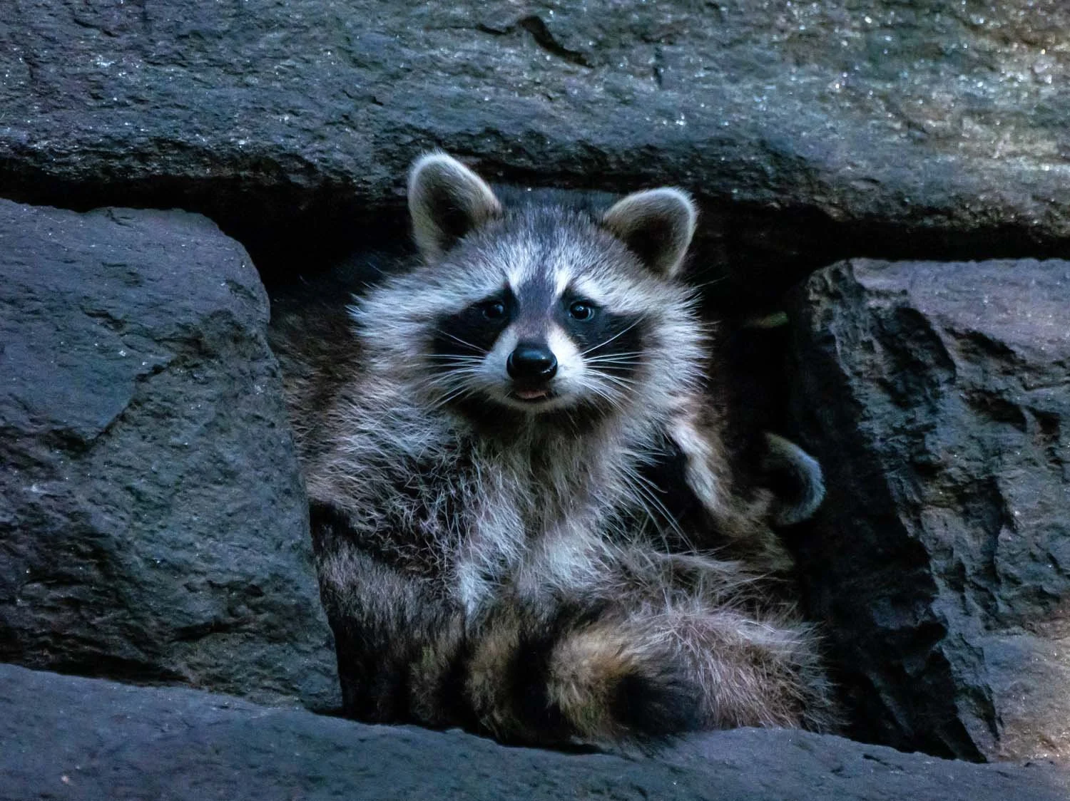 Raccoons — Susan Kirby